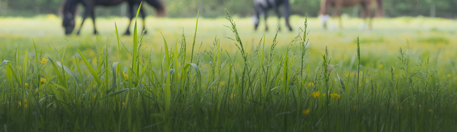 Dodson & Horrell Forage Analysis & Feed Review - The majority of any horses’ diet should be based on forage and fibre knowing the nutritional analysis of your horses grazing and/or forage can be helpful in determining their overall diet contributions.
