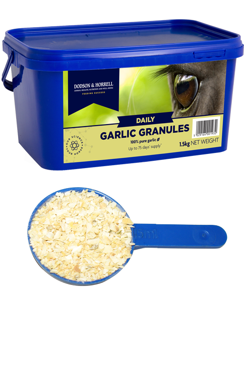 Garlic Granules